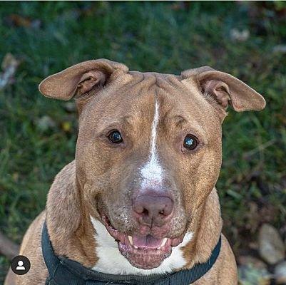 Papa Elf Puppy Kitty NYC Beneficiary event Fund adoptions