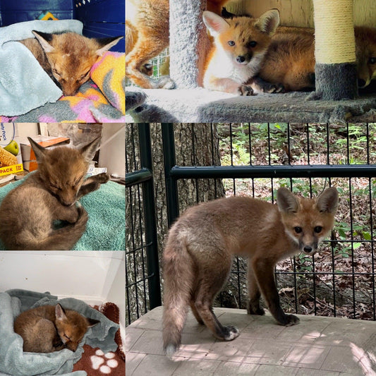 FoxTales Wildlife Rehab - Dapper Bear Candle Co.