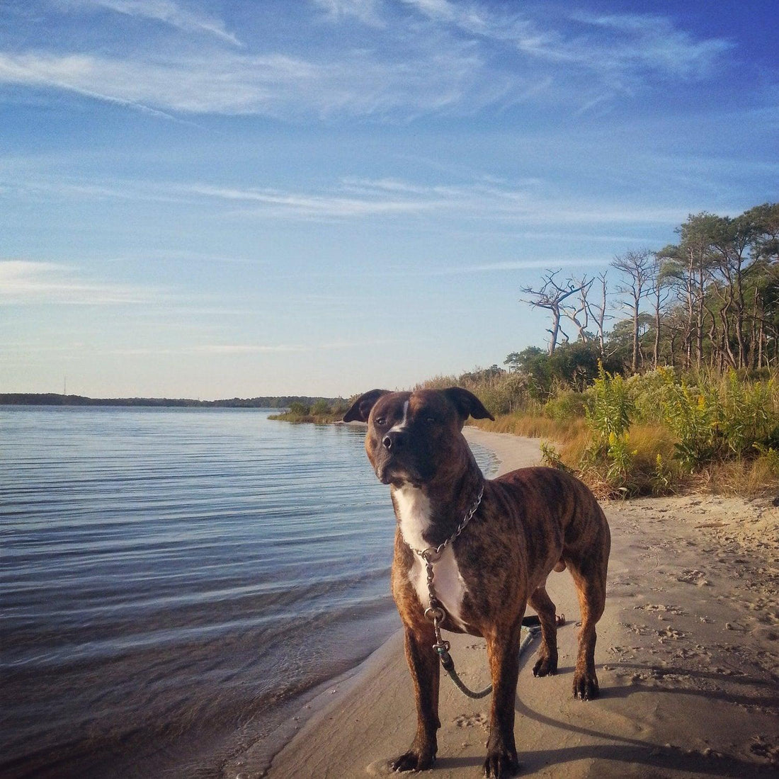 non toxic soy candles