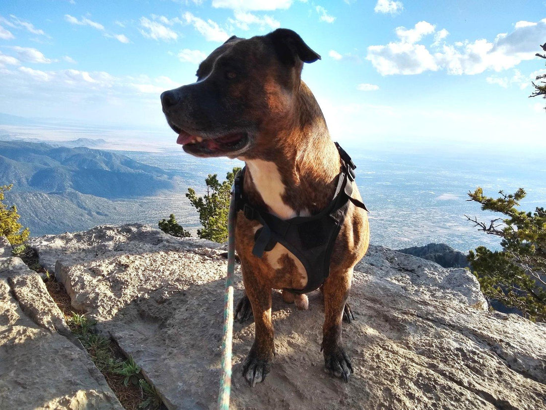 Clean Burning Wood Wick Hand Poured Soy Candles