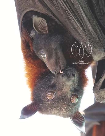 lubee bat conservancy - cute bats cuddling
