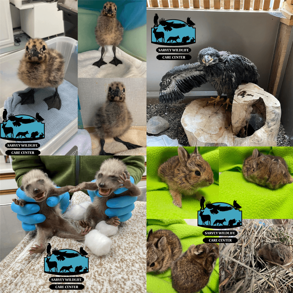 Sarvey Wildlife Animal Rescue Beneficiary Program