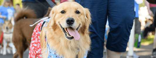 Oregon Humane Society Doggie Dash Fundraising Event Dog Friendly Events Portland Oregon